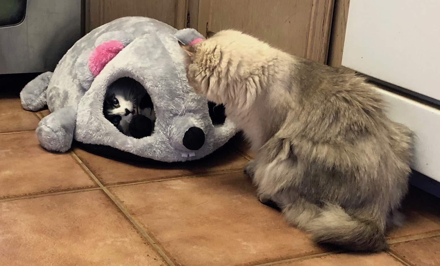 MouseHouse - Small Pet Playhouse